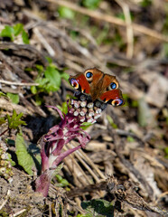 Schmetterling, Frühling
