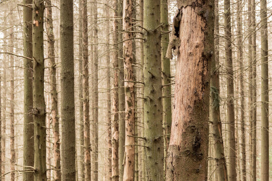 Waldsterben 2021 in Deutschland III
