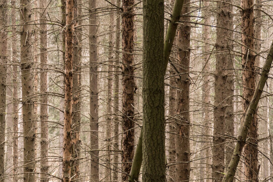 Waldsterben 2021 in Deutschland II