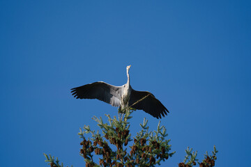 a grey heron sits on a huge conifer tree and swings its large wings