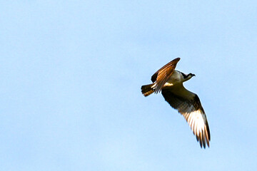 Obraz premium Osprey in flight