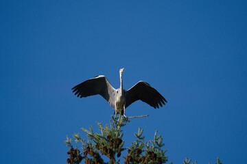 a grey heron sits on a huge conifer tree and swings its large wings