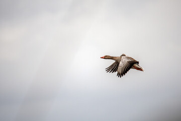 Graugans im Flug