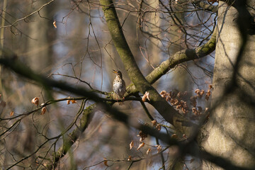 the Closeup of a Song thrush Turdus philomelos bird singing in a tree during Springtime season.