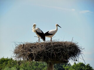 cigogne