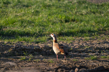 Egyptian Goose on the green grass
