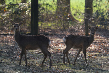 The fallow deer, Dama dama, is a ruminant mammal, female