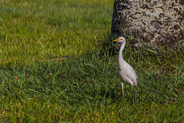 The egret stands in the low grass near a tree. The western cattle egret (white egyptian heron,...