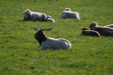 one a Boer goats rest on a meadow on a goat farm
