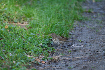 Closeup of a Song thrush Turdus philomelos bird singing in a tree during Springtime season.
