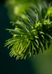 close up of a pine needles