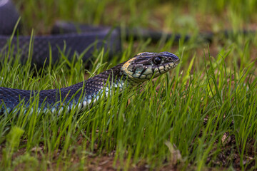 A non-venomous snake crawls in the low green grass and looks around carefully. It's Natrix natrix (grass, ringed or water snake). It's often found near water and feeds on amphibians.
