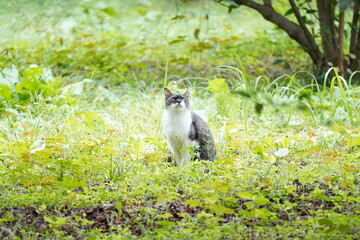 上を見上げる猫