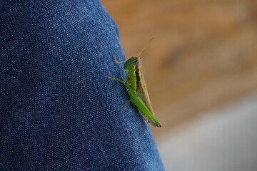 ジーンズに止まるトノサマバッタ