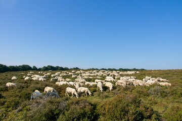 Herd of sheep in heather field near Ede (Planken Wambuis) the Netherlands