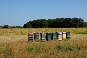 Fototapeta na wymiar Painted wooden beehives with active honey bees near Ede the Netherlands