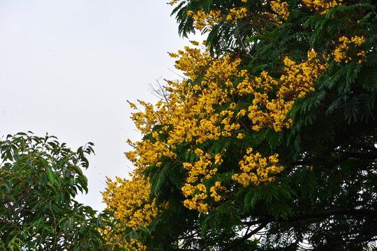 the yellow flowers of peltophorum pterocarpum