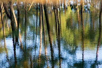 Reflection of trees in small pond