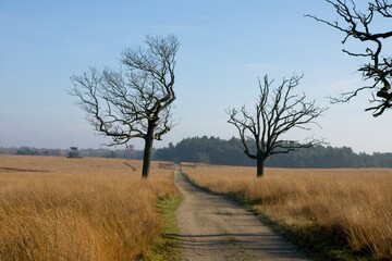 Trail in National Park Deelerwoud in the Netherlands