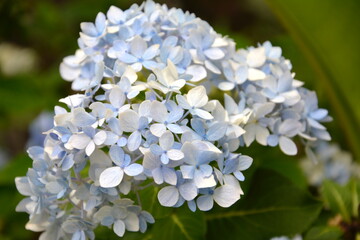 a close up of hydrangea