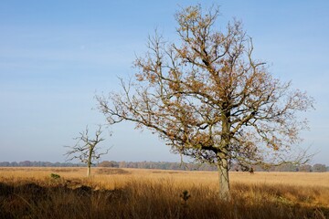 Trail in National Park Deelerwoud in the Netherlands
