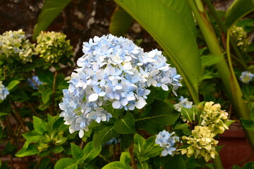 blue and white hydrangea 
