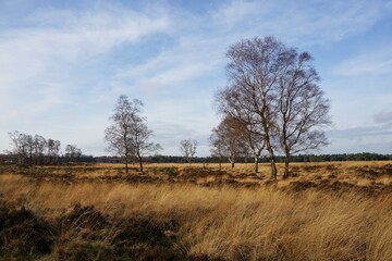 Fototapeta na wymiar Trail in National Park Hoge Veluwe in the Netherlands
