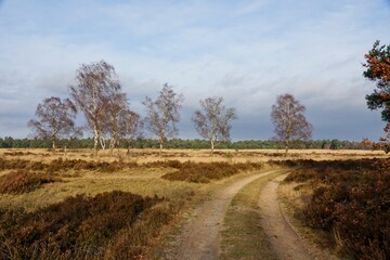 Trail in National Park Hoge Veluwe in the Netherlands