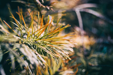 pine needles seen from close up with special colors from green to orange very beautiful