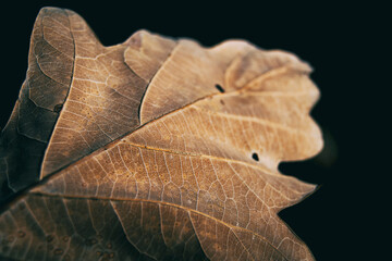 quercus leaf seen from very close where you can see the venation