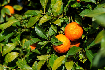Ripe juicy oranges in green leaves of citrus tree. Ripe fruits in the sunset light. Harvest time. Ripening of organic citrus fruits. Seasonal fruit picking. Agriculture in Turkey. Organic food. 