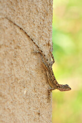 lizard on a mud wall with green background in jungle resort.