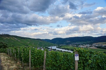 Fototapeta na wymiar Lieser Germany - 27 July 2015 - Vineyard overlooking Moselle river in Germany