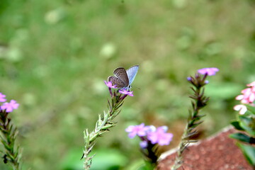 Naklejka premium a beautiful grey and blue butterfly