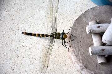 golden-ringed dragonfly