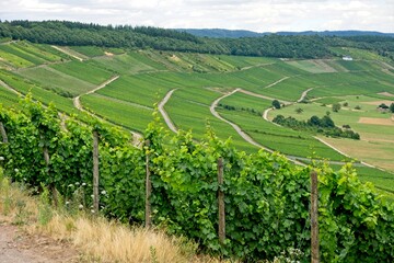 Vineyards near Lieser in Moselle Valley in Germany