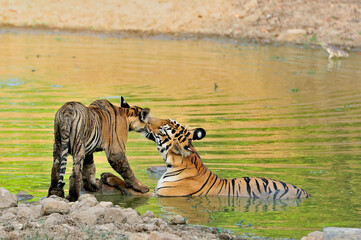 Obraz premium tiger and her baby in water. Tigress greets her cub.