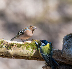 bird, natur, wild lebende tiere, ast, tier, baum, robin, wild, frühling