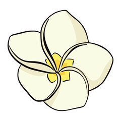 Hand drawn white and yellow plumeria icon isolated on white background. Exotic flower vector illustration, flat style. Line drawindg frangipani tropical flower