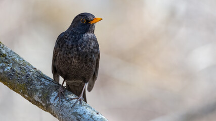 bird, amsel, natur, black, wild lebende tiere, schnabel, tier, wild