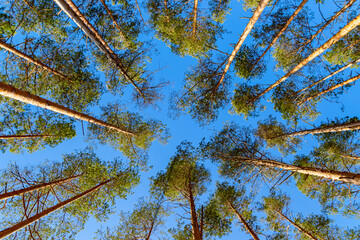 Bottom view of tall pine trees on blue sky background. Belarusian nature, springtime.