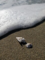 shells on the beach