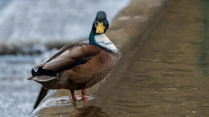ente, bird, stockente, wasser, natur, wild lebende tiere, tier, see, teich