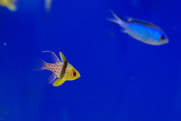 little fish in an aquarium with a blue background