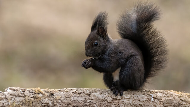 eichh&ouml;rnchen, tier, natur, nager, wild lebende tiere, s&auml;ugetier, fell, frack