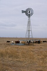 Cows on farm near Amarillo Texas