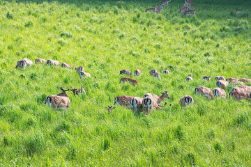 Herd of European roe deer - Capreolus capreolus