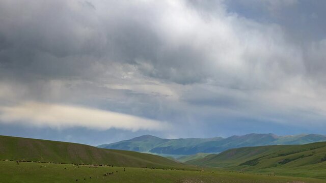 Traditional pasture in the mountains. Asy plateau. Kazakhstan. A large herd of domestic animals grazes in the valley. Cloudy, rainy weather in the mountains