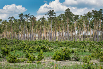Pine forest, Zahorie, Slovakia, natural scene