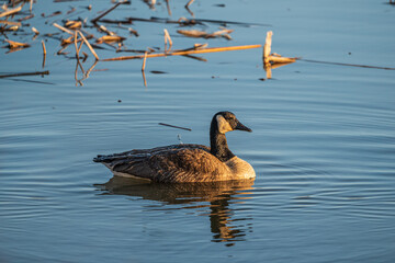 goose swimming in the lake